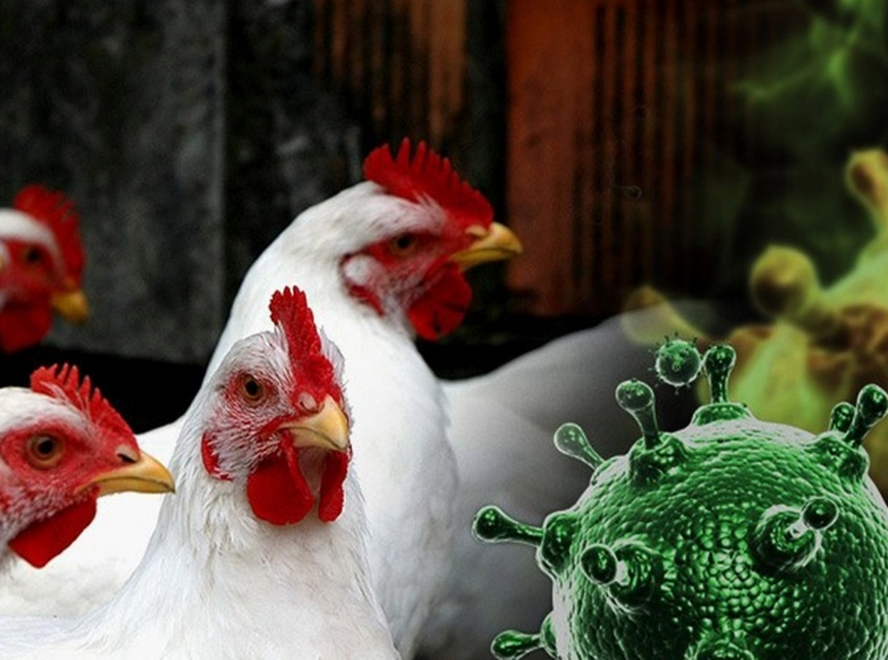 В приграничных районах с Кировской областью обострилась эпизоотическая обстановка, связанная с распространением гриппа птиц.