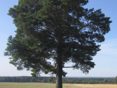 Пашковская сосна.